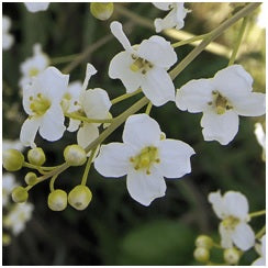 Featured Ingredient: Abyssinian Seed Oil